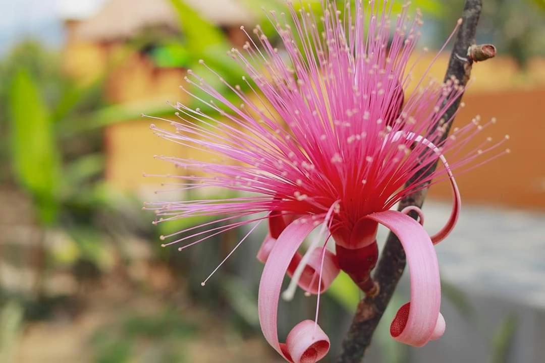 Hotel Vista Verde Huichihuayán Eksteriør bilde